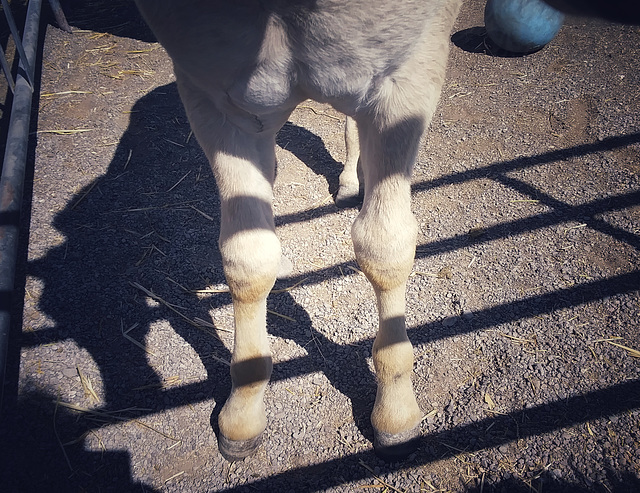 Fjord baby's feet