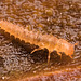 IMG 2699 Beetle larvav2
