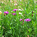 Wiesen-Flockenblume (Centaurea jacea)