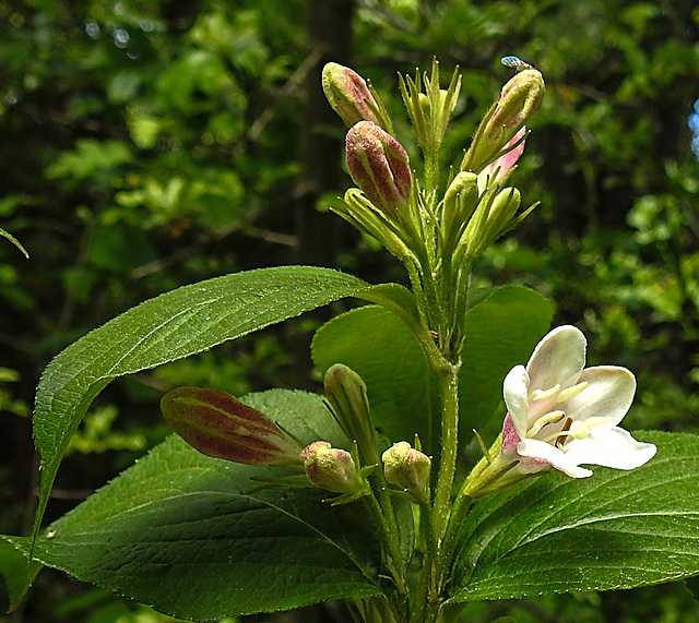 20240429 0044CPw [D~LIP] Weigelie (Weigela florida), BS