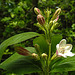 20240429 0044CPw [D~LIP] Weigelie (Weigela florida), BS