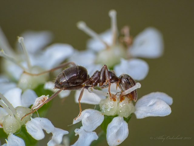 Ant