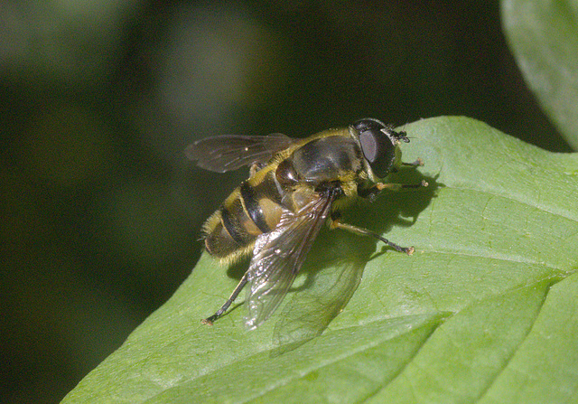 5T2A4162 Batman Hoverfly