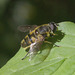 5T2A4162 Batman Hoverfly