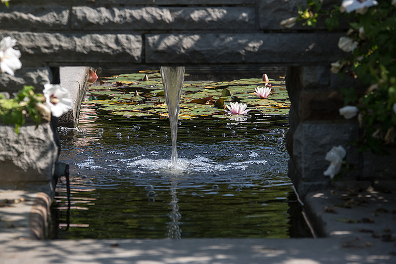 20140801 4428VRAw [D~E] Brunnen, Roseneibisch (Hibiscus), Seerose, Gruga-Park, Essen