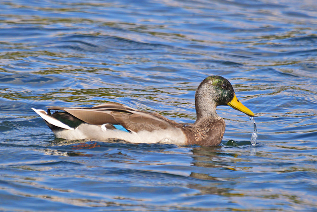 Mallard