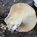 champignons ???