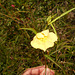 DSCN7102 - Ludwigia longifolia, Onagraceae