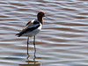 American Avocet in rippled water