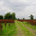 An avenue of Dock plants near Overley Farm