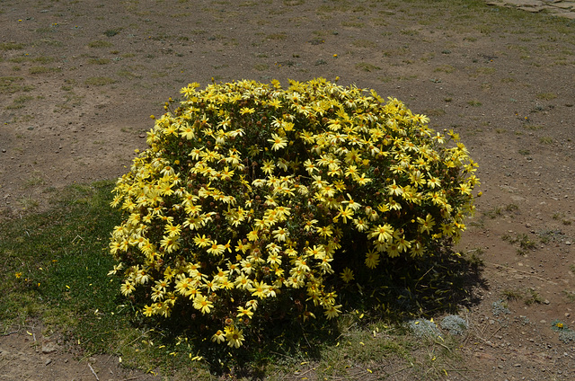 Bolivia, Titicaca Lake, Yellow Flowers on the Island of the Sun