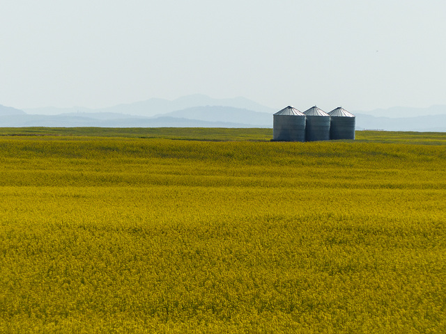 Silos, Canola and ghostly hills