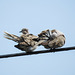 Day 2, Mourning Doves preening