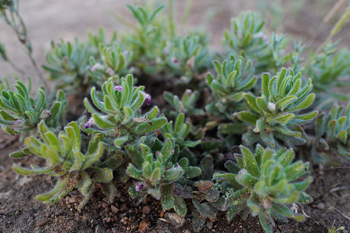 Ajuga iva (L.) Schreb. var. pseudoiva var. iva, Lamiales