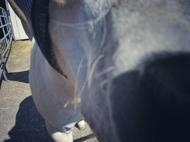 Fjord baby's nose