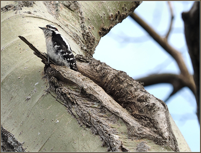 Downy woodpecker back at his well-tuned percussion