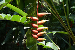 Mexico, Palenque, Flowers in the Jungle of Yucatan