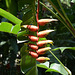 Mexico, Palenque, Flowers in the Jungle of Yucatan