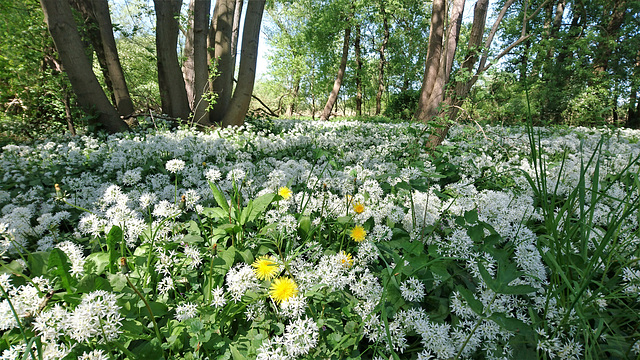 Bärlauchblüte im Heuckenlock