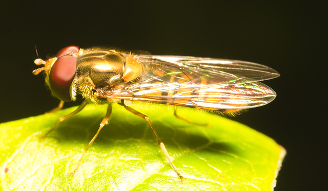 IMG 9734 Hoverfly