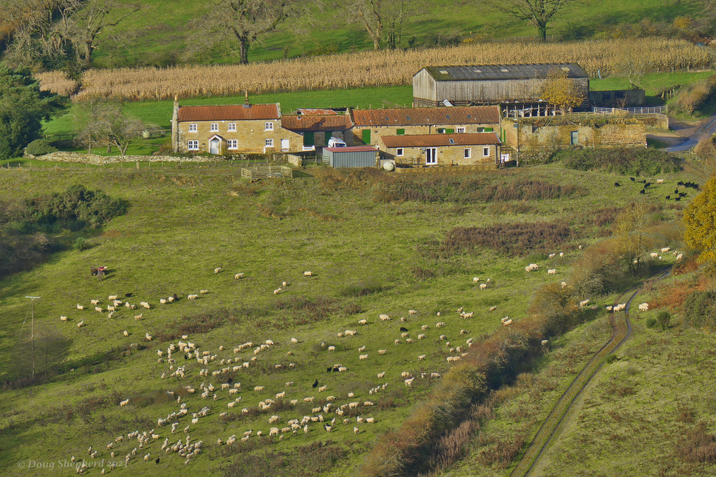 Sheep farming in Troutsdale