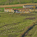 Sheep farming in Troutsdale