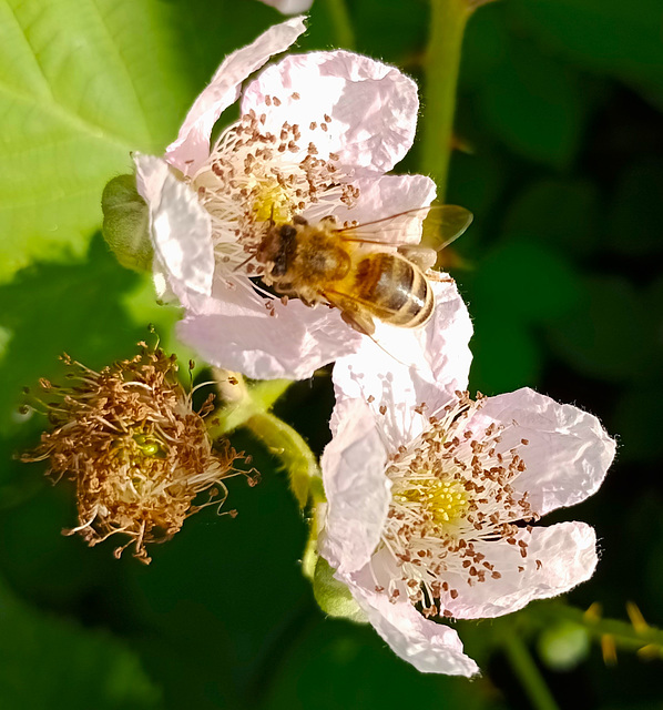 Bramble/Blackberry blossom.