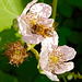 Bramble/Blackberry blossom.