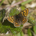 5T2A4165 Duke of Burgundy