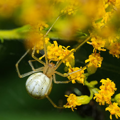 Gewöhnliche Ovalspinne (4 PiPs)