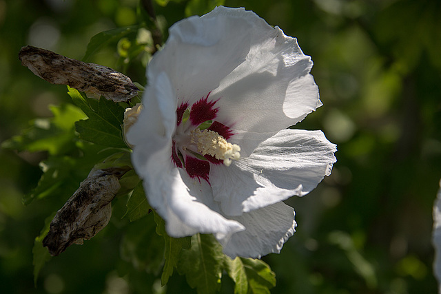 20140801 4429VRAw [D~E] Roseneibisch (Hibiscus), Gruga-Park, Essen