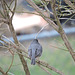 Dark-eyed Junco