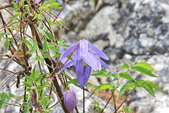 Alpenblumen: Waldrebe - Türkenbundlilie - Enzian