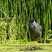 Female Coot with her baby