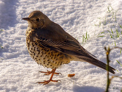 Mistle Thrush