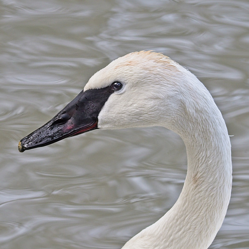 Trumpeter Swan