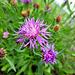 Wiesen-Flockenblume (Centaurea jacea)