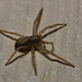 IMG 9743 Spider