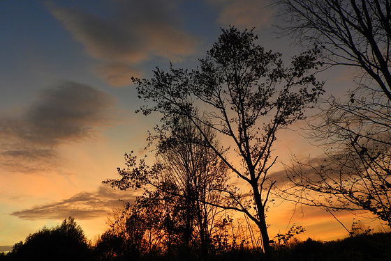 Sunset trees