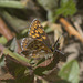 5T2A4170 Duke of Burgundy