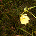 DSCN7103 - Ludwigia longifolia, Onagraceae