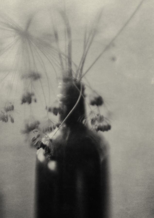 Dill Seed Head & Bottle Muse