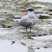 Caspian Tern