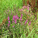 Purple Loosestife near Overley Farm