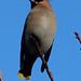 Bohemian Waxwing (Bombycilla garrulus) 04 M20