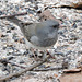 Dark-eyed Junco