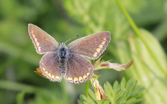 Le dessus de madame Polyommatus icarus