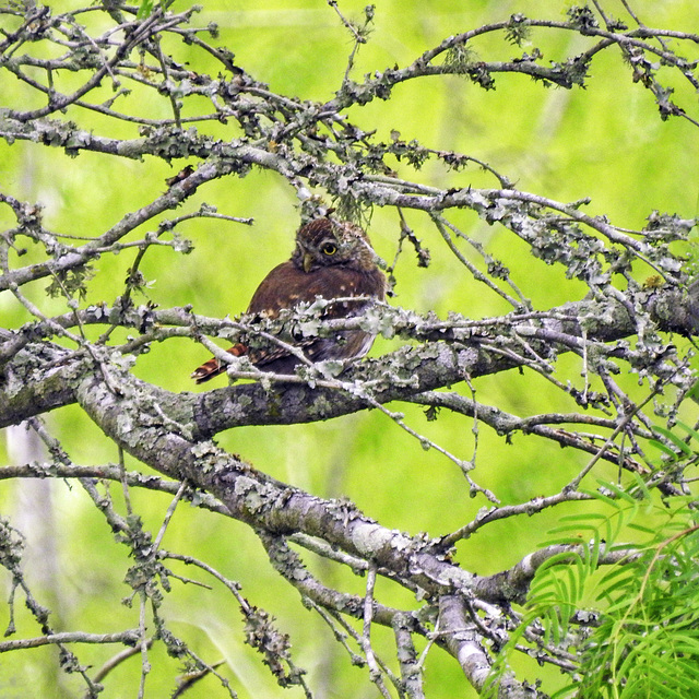 Day 5, Ferruginous Pygmy-Owl / Glaucidium brasilianum, King Ranch