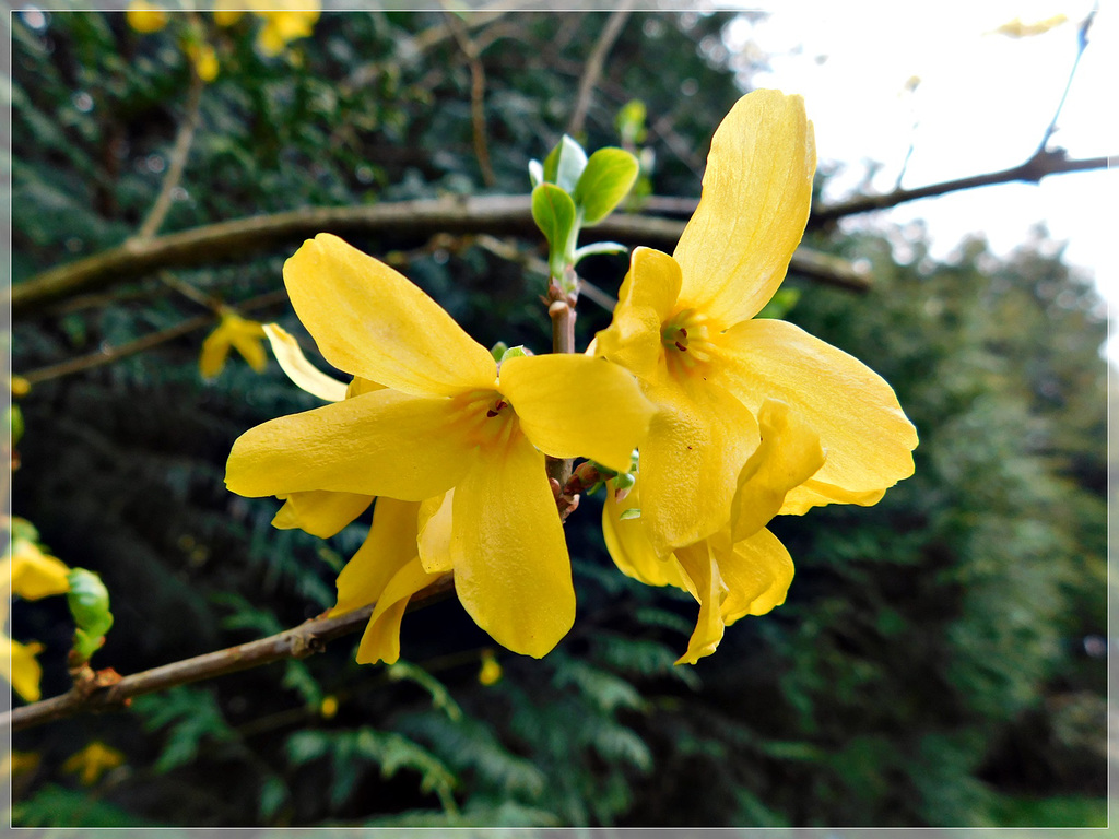 Au jardin : le printemps est revenu ................