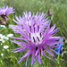 Wiesen-Flockenblume (Centaurea jacea)